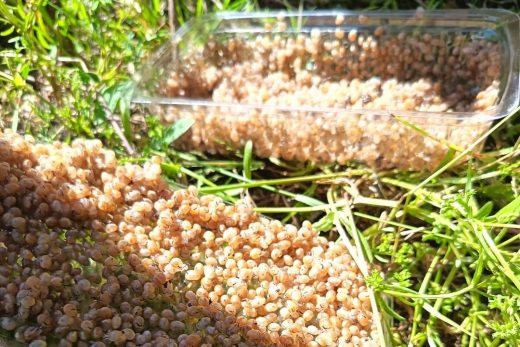 Récolte 2026 : la saison des perles d’escargot est lancée