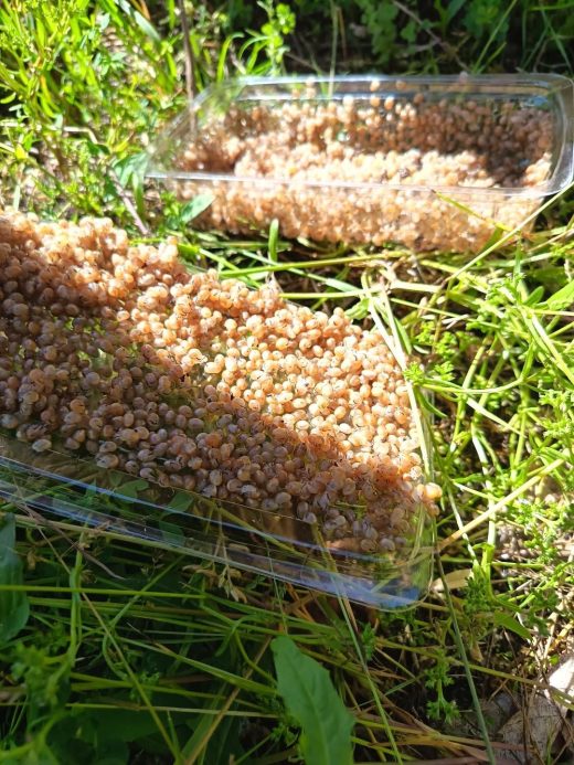 R&#x00E9;colte&#x20;2026&#x20;&#x3A;&#x20;la&#x20;saison&#x20;des&#x20;perles&#x20;d&amp;&#x23;8217&#x3B;escargot&#x20;est&#x20;lanc&#x00E9;e